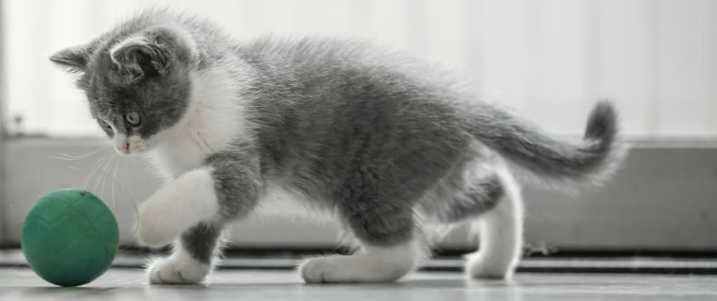 Villa Rica Animal Hospital | Villa Rica veterinarian and cat playing