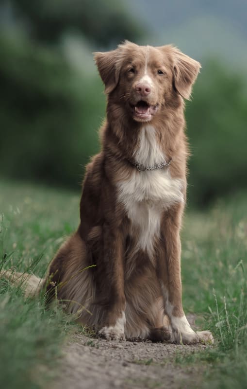 Welcome to Villa Rica Animal Hospital | Vets in Villa Rica, GA Welcome to Villa Rica Animal Hospital | Vets in Villa Rica, GA