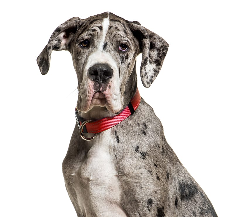 Giant Dogs, Villa Rica Animal Hospital